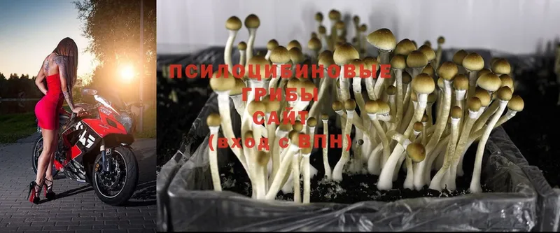 Галлюциногенные грибы Magic Shrooms  Певек 